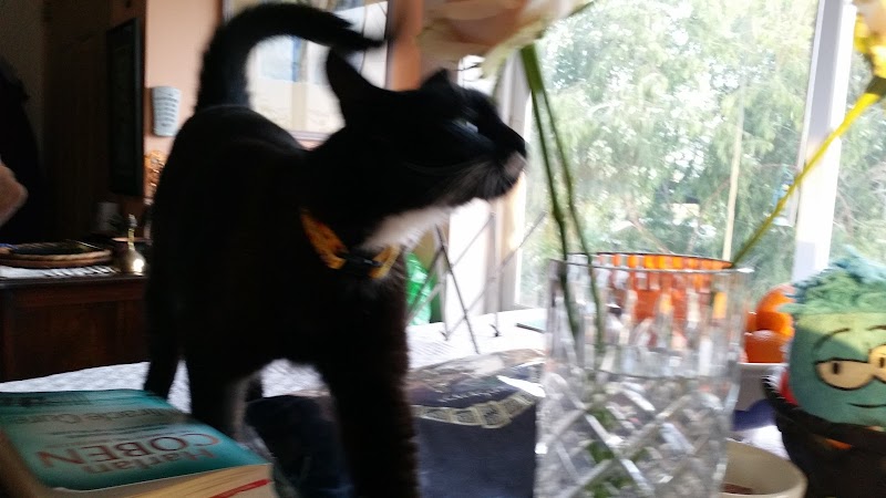 צימרים אשחרים - אשחר