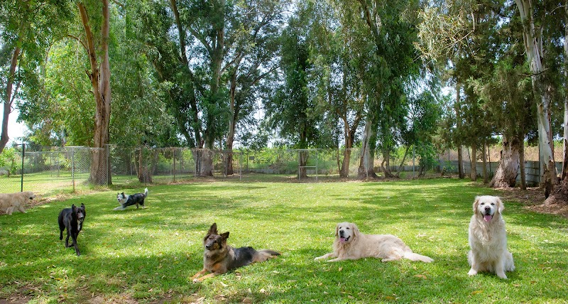 דוג פארם - בית הלוי
