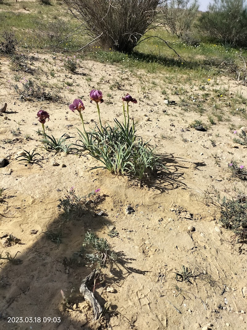 אירוס ירוחם - ירוחם