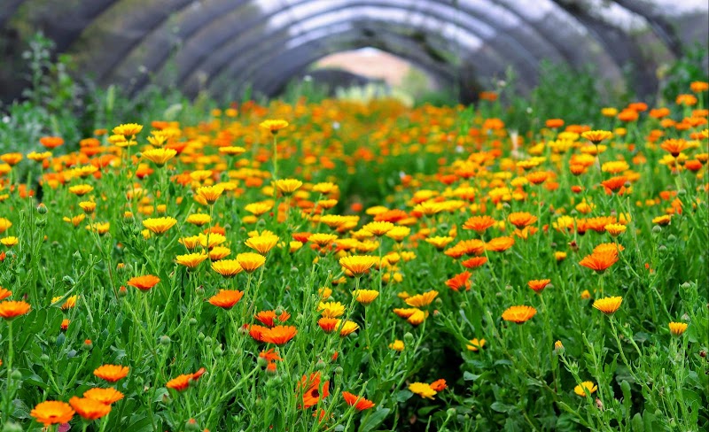 חאן שירת המדבר - באר מילכה