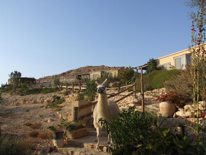 חוות האלפקות - מצפה רמון