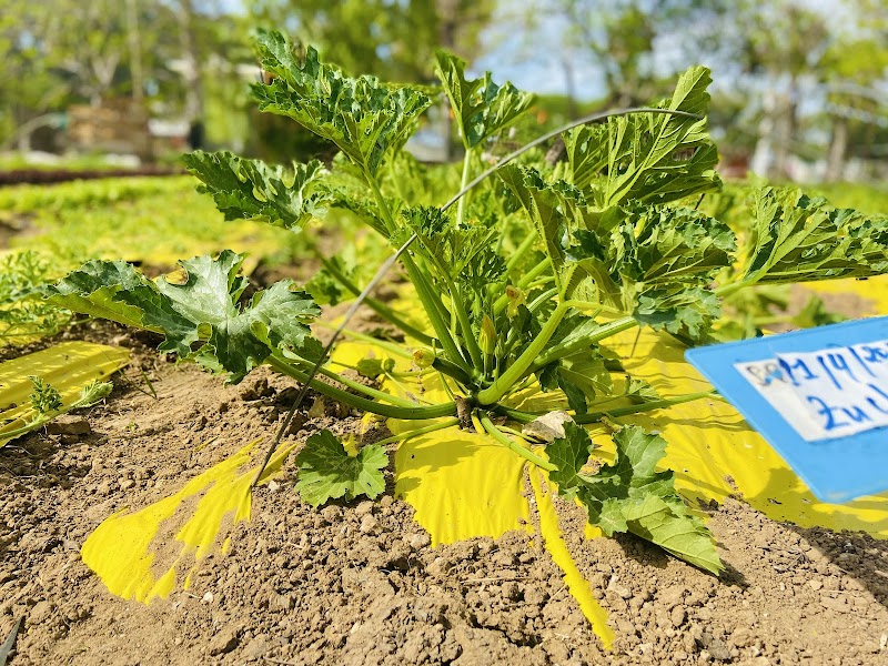 כפר הנוער כפר סילבר - כפר סילבר