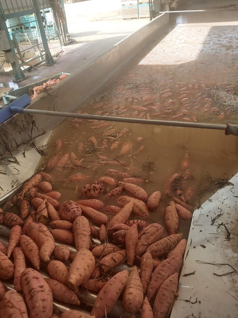 מגע חובק - ישע